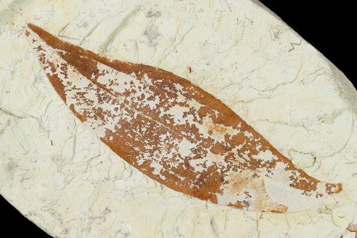 Miocene Fossil Leaf (Cinnamomum) - Augsburg, Germany #139269